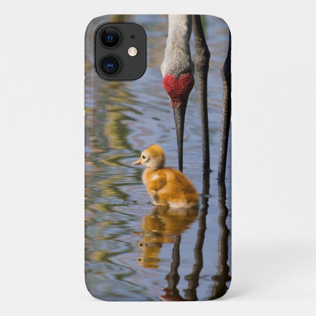 Coques Case-Mate iPhone Sandhill crane mignonne bébé oiseau (Dos)