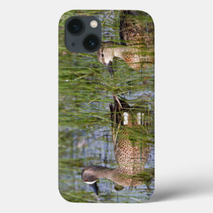 Coques Pour iPhone Sarcelle à ailes bleues mâle et femelle en zone hu