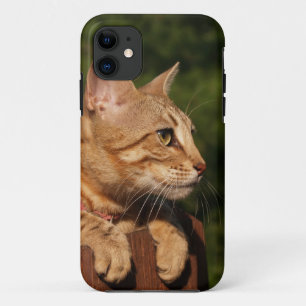 Coques Pour iPhone Savannah Cat iPhone 5