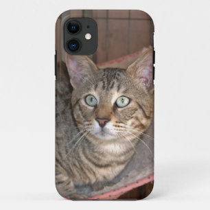 Coque Case-Mate iPhone Savannah Cat iPhone 5