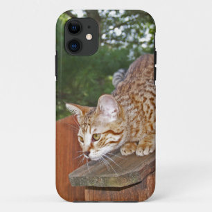 Coque Case-Mate Pour iPhone Savannah Cat iPhone 5 Custom Coque-Mate ID