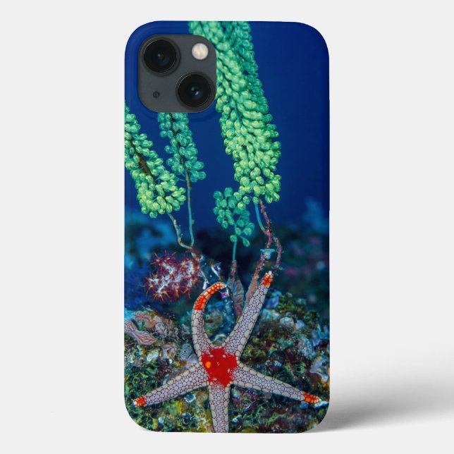Coques Case-Mate iPhone Sea Star and Tunicate (Verso)