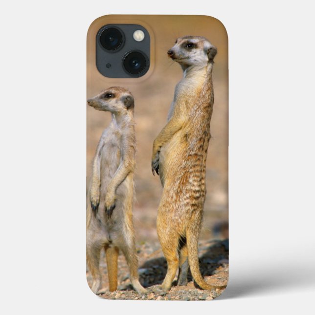 Coques Case-Mate iPhone Sentinelles de Meerkat (Suricata Suricatta), Karas (Verso)