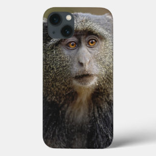 Coque Case-Mate iPhone Singe de Sykes ou cercopithèque à diadème, Cercopi