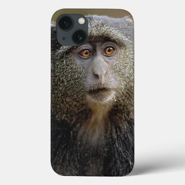Coques Case-Mate iPhone Singe de Sykes ou cercopithèque à diadème, Cercopi (Verso)
