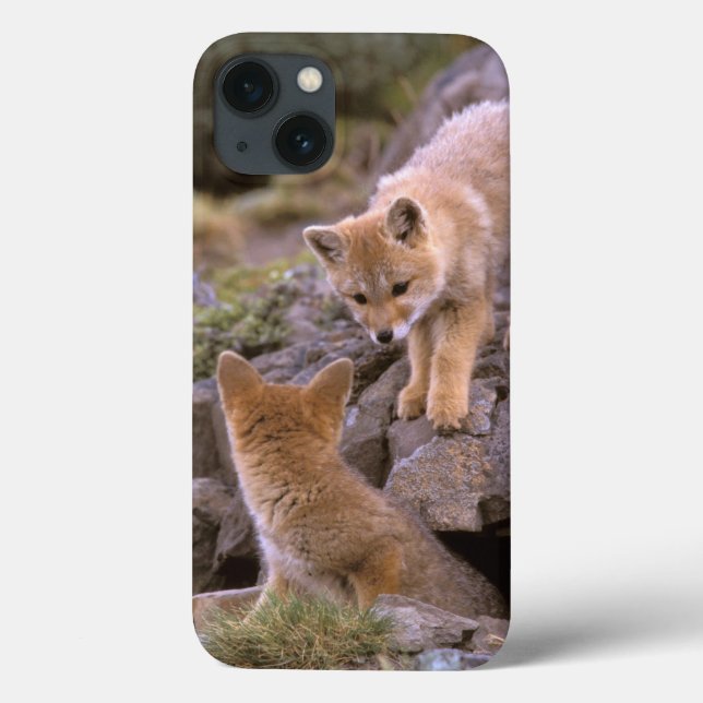 Coques Case-Mate iPhone South American Gray Fox (Lycalopex griseus) pair (Verso)