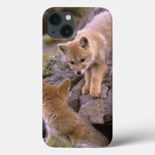 Etui iPhone 13 South American Gray Fox (Lycalopex griseus) pair