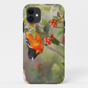Coques Pour iPhone South Padre Island, Texas, États-Unis, Oriole de B