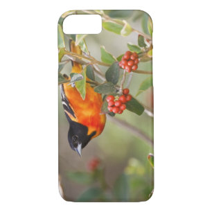 Coques Pour iPhone South Padre Island, Texas, USA, Baltimore Oriole