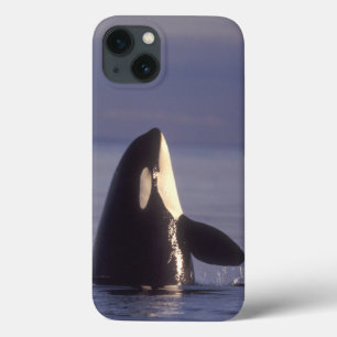 iPhone 13 Coque Spyhopping Orca Killer Whale (Orca orcinus) near