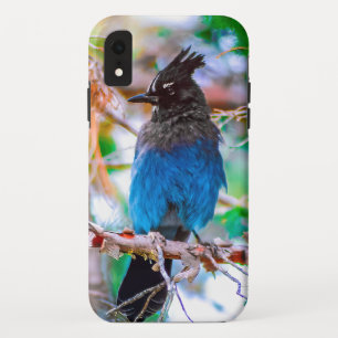 Case-Mate iPhone Case Steller's Jay - Photographie originale