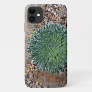 Case-Mate iPhone Case Succulent plante du désert