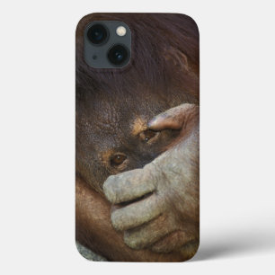 iPhone 13 Coque Sumatran Orangutan, Pongo pygmaeus