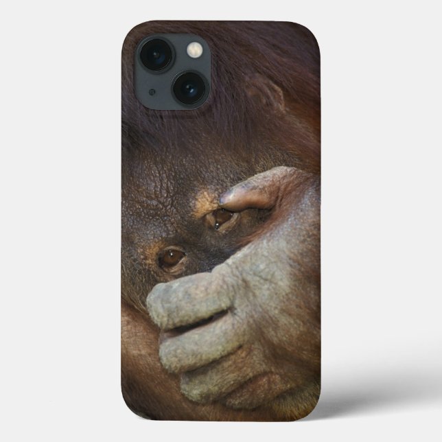Coques Case-Mate iPhone Sumatran Orangutan, Pongo pygmaeus (Verso)
