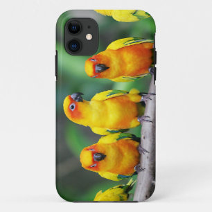 Etui iPhone Case-Mate Sun Conures