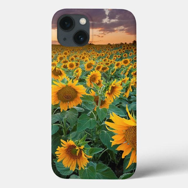 Coques Case-Mate iPhone Sunflower Field à Longmont, Colorado (Verso)
