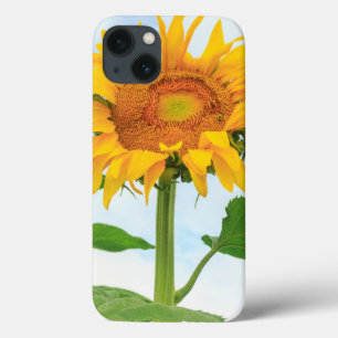 Etui iPhone 13 Sunflower, jardin communautaire, Moses Lake, WA, É