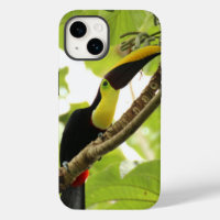 Swainson Toucan