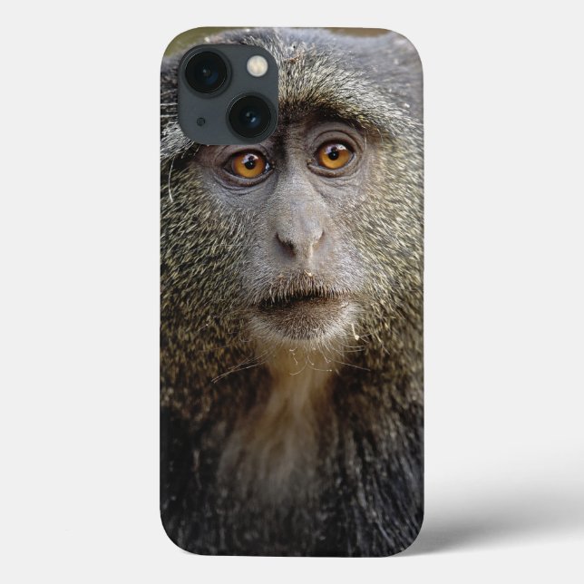 Coques Case-Mate iPhone Sykes ou singe bleu, Cercopithecus mitis, (Verso)