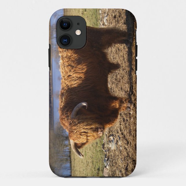 Coques Case-Mate iPhone Taureau Highland Cattle, Écosse (Dos)