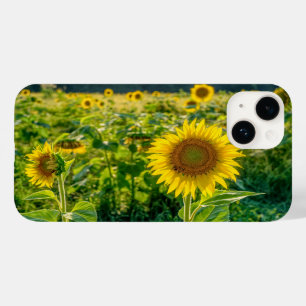 Coque Case-Mate iPhone Terrain de tournesol doré