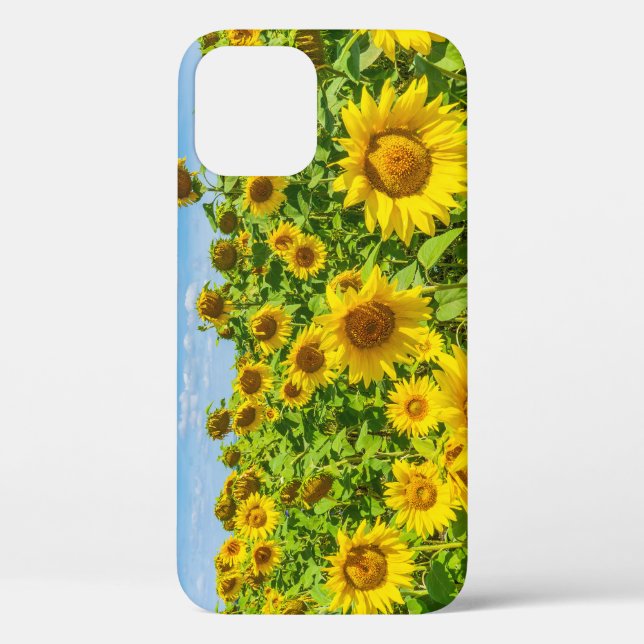 Coques Case-Mate iPhone Terrain de tournesol, ensoleillé l'été. (Verso)