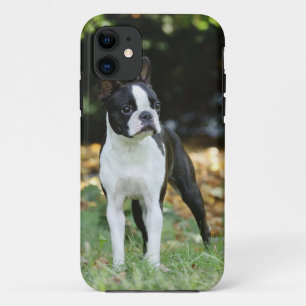 Coque Case-Mate Pour iPhone Terrier de Boston