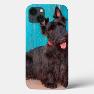 Etui iPhone Case-Mate Térrier écossais assis près d'une porte colorée