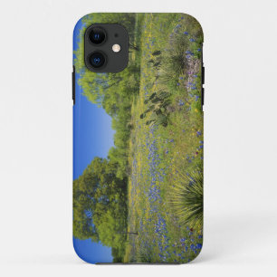 Coque iPhone 11 Texas, Texas Hill Country, Low bladderpod,