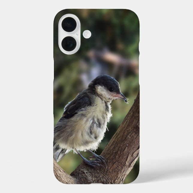 Coques Case-Mate iPhone Tidi my Bird le Parus Major (Verso)