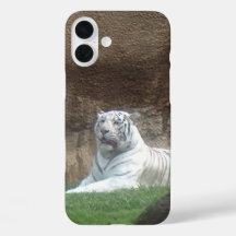 Tigre Blanc