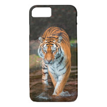 Tigre dans la rivière