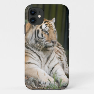 Coque iPhone 11 Tigre de Sibérie