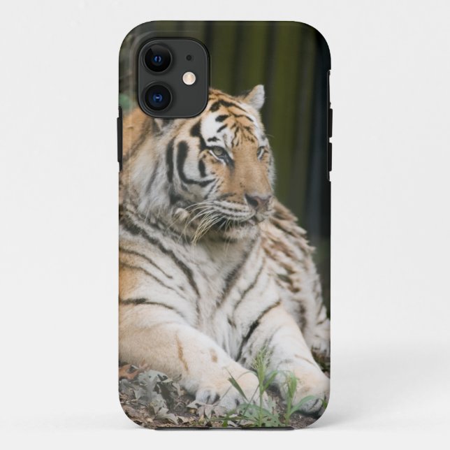 Coques Case-Mate iPhone Tigre de Sibérie (Dos)