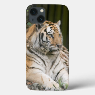 Case-Mate iPhone Case Tigre de Sibérie