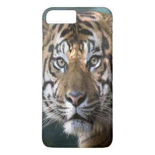 Etui iPhone Case-Mate Tigre de Sumatra mâle (Panthera tigris sumatrae)