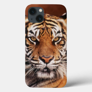 iPhone 13 Coque Tigre de Sumatra, Panthera tigris