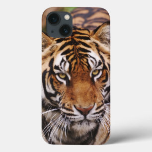 Coque Case-Mate iPhone Tigre du Bengale, Panthera tigris