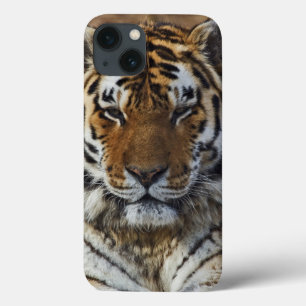 Coques Pour iPhone Tigre du Bengale, Panthera tigris, Louisville Zoo,