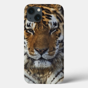 iPhone 13 Coque Tigre du Bengale, Panthera tigris, Zoo de Louisvil