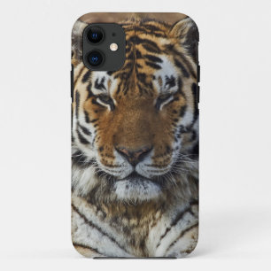 Case-Mate iPhone Case Tigre du Bengale, Panthera tigris, Zoo de Louisvil