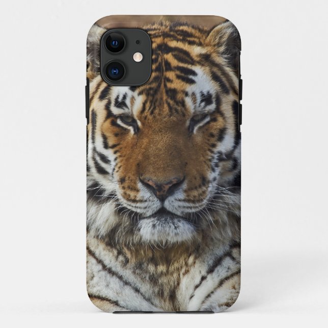 Coques Case-Mate iPhone Tigre du Bengale, Tigre de Panthera, Zoo de Louisv (Dos)