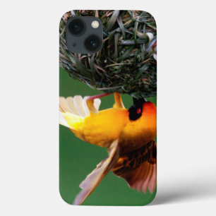 Coques Pour iPhone Tisserin masqué africain (Ploceus Velatus)