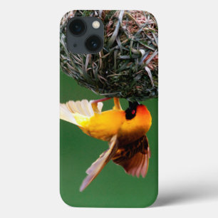 iPhone 13 Case Tisserin masqué africain (Ploceus Velatus)