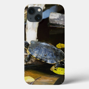 iPhone 13 Case Tortue de glisseur d'étang dans le sauvage