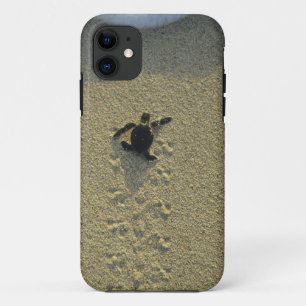 Coque Case-Mate Pour iPhone Tortue verte, (Chelonia mydas), éclos