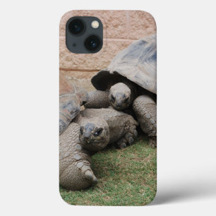 iPhone 13 Case tortues géantes
