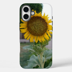 Coque Pour iPhone 16 Plus Tournesol