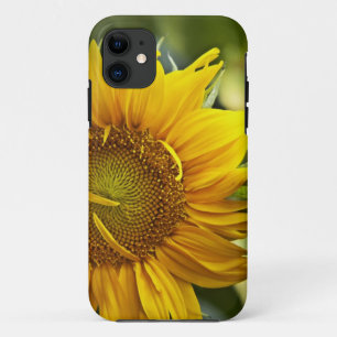 Coque iPhone 11 Tournesol doré
