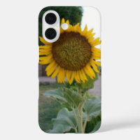 Tournesol Naturel à Couper le Souffle | Rayonnemen